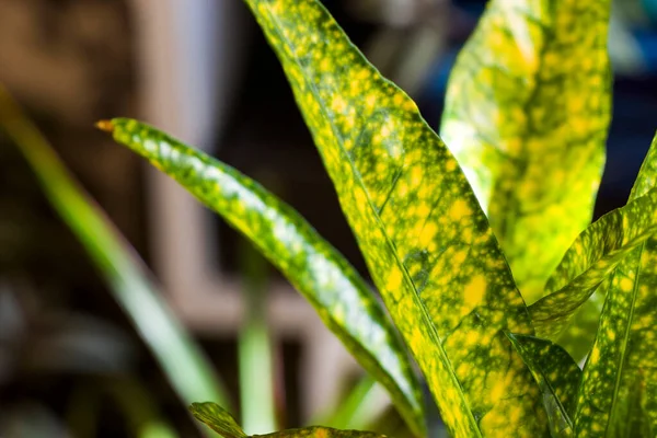 クロトンプラントは バックグラウンド 黄色と緑の色の家の植物を残す — ストック写真