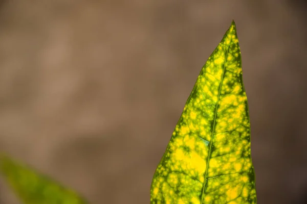 Croton Fabrikası Yakın Plan Sarı Yeşil Bitkisi — Stok fotoğraf