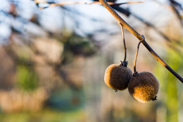 Kiwi Árbol Kiwi Fruta Luz Del Sol Mañana — Foto de Stock