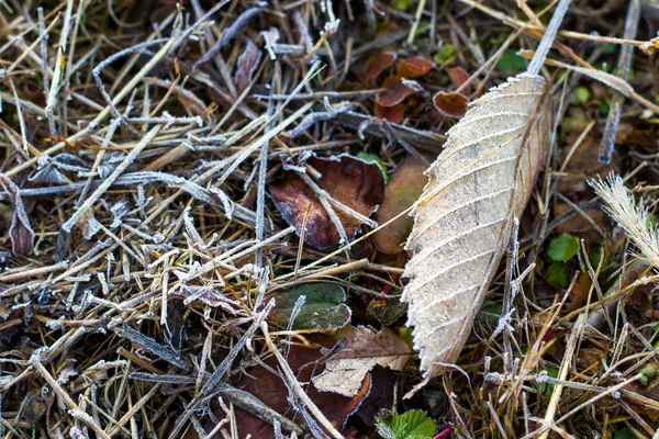 Bevroren Dauw Het Veld Gras Winterochtend — Stockfoto