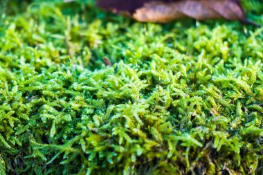 Ağaçtaki yosunların makro ve yakın plan görüntüleri, doğa arka planı.