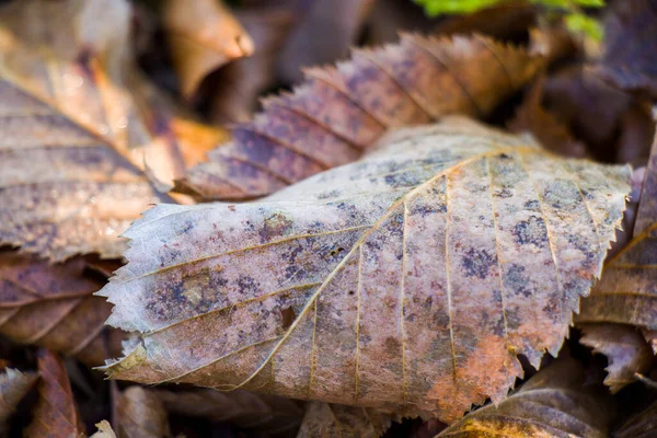 Drzewo Jesień Jesień Liście Tło Naturalne Piękno — Zdjęcie stockowe