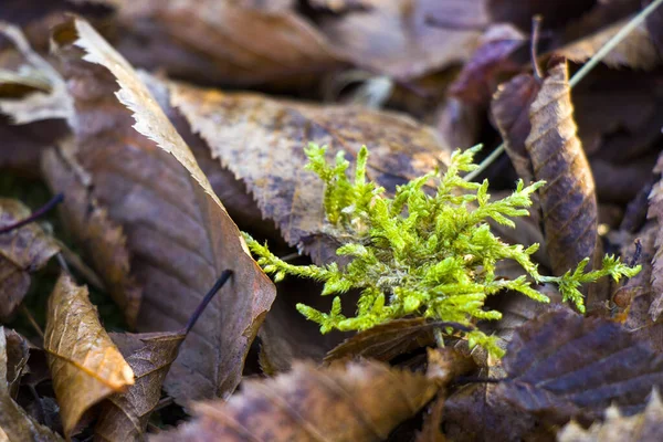 Makro Yakın Plan Yosun Sonbahar Yaprakları Karada Doğa Arka Planı — Stok fotoğraf