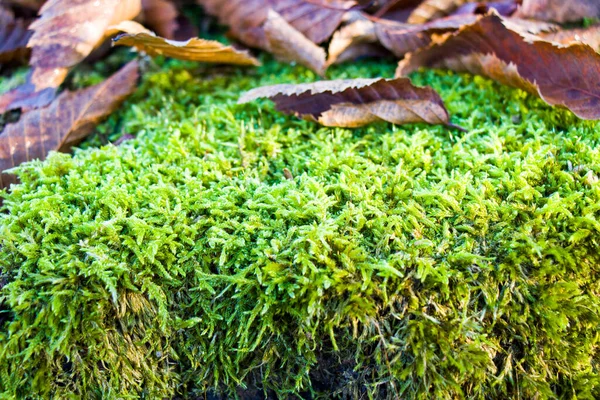 Macro Primer Plano Musgo Hojas Otoño Tierra Fondo Naturaleza — Foto de Stock