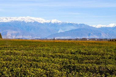 Çay tarlaları, Georgia 'daki çay ağacı tarlaları.