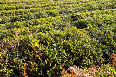 Çay tarlaları, Georgia 'daki çay ağacı tarlaları.