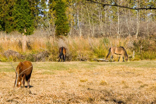 Pferde Auf Dem Feld Wildtiere — Stockfoto