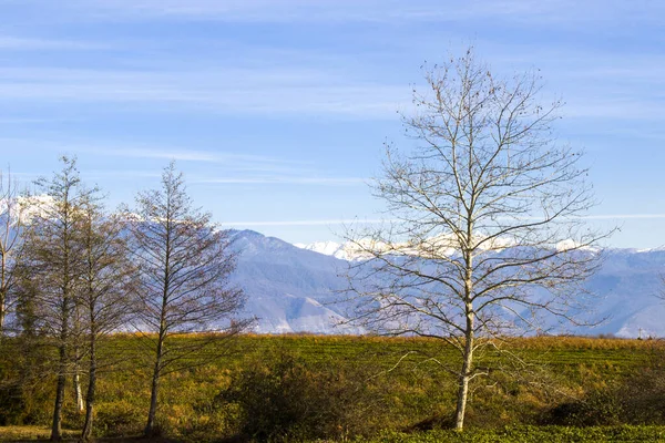 Vista Foresta Paesaggio Georgia Sfondo Natura Invernale Corpo Dell Albero — Foto Stock