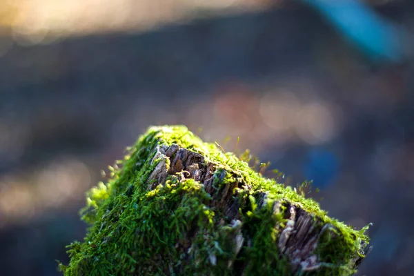 Macro Close Musgo Terra Fundo Natureza — Fotografia de Stock