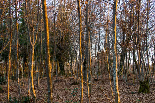 森の景色と風景ジョージア州 冬の自然背景 木の体 — ストック写真