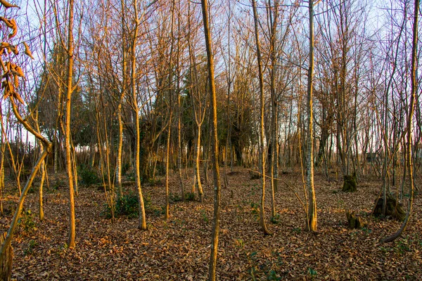 Vista Foresta Paesaggio Georgia Sfondo Natura Invernale Corpo Dell Albero — Foto Stock