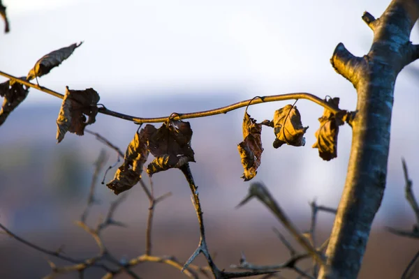 Autunno Foglie Sfondo Luce Del Sole Luminoso Foglie Colorate Nel — Foto Stock