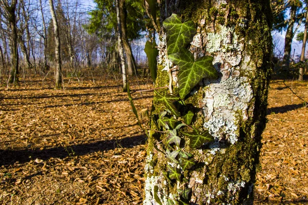 Ivy Clipping Sentiero Muschio Pianta Rampicante Sull Albero Sfondo Naturale — Foto Stock