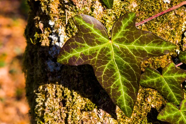 Ivy Caminho Recorte Musgo Alpinista Planta Árvore Fundo Natureza — Fotografia de Stock