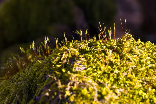 Macro Close Musgo Terra Fundo Natureza — Fotografia de Stock