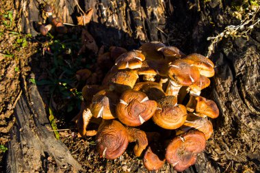 Shitake mantarı ve mantar vahşi, yenilebilir