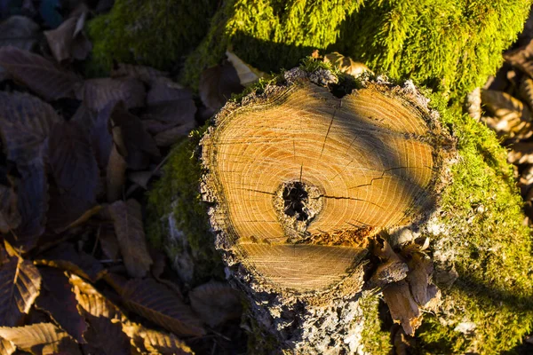 Macro Close Musgo Terra Fundo Natureza — Fotografia de Stock