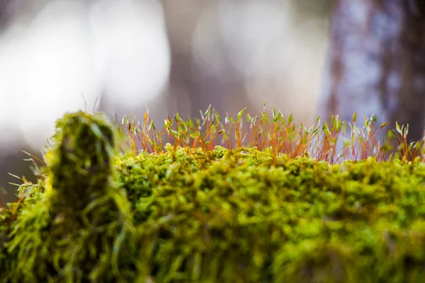 Macro Close Musgo Terra Fundo Natureza — Fotografia de Stock