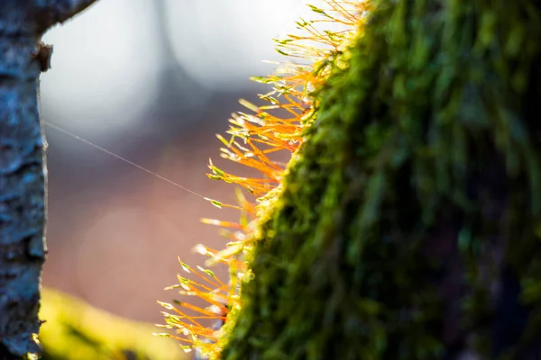 Macro Primer Plano Del Musgo Tierra Fondo Naturaleza — Foto de Stock