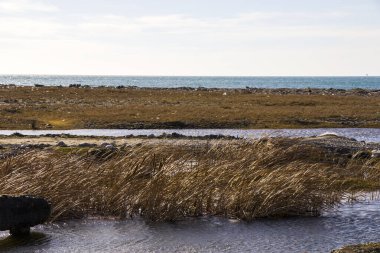 Nehir manzarası ve manzarası, gün ışığı ve açık hava, Gürcistan doğası.