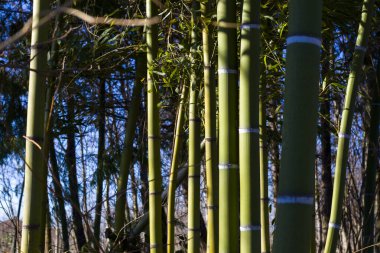 Duvar kağıdı ve doğanın arka planı, bambu ağaçları ormanı.