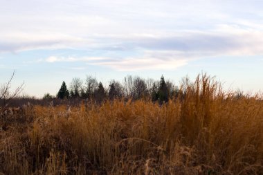 Samegrelo, Georgia 'da kış ve orman manzarası