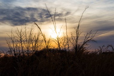 Gün batımındaki manzara ve manzara, Georgia 'daki ağaçlar ve bitkiler gölgeler.