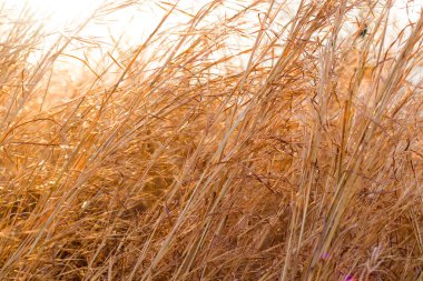 Kuru bitkiler ve hasat tarlaları gün batımında, turuncu ve altın sonbahar renkleri, doğa arka planı