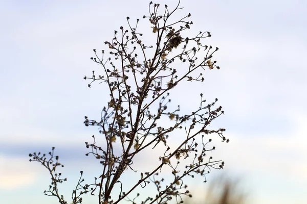 Kuru Bitkiler Çiçekler Yakın Plan Makro Sonbahar Renkleri Günbatımında Tarlada — Stok fotoğraf