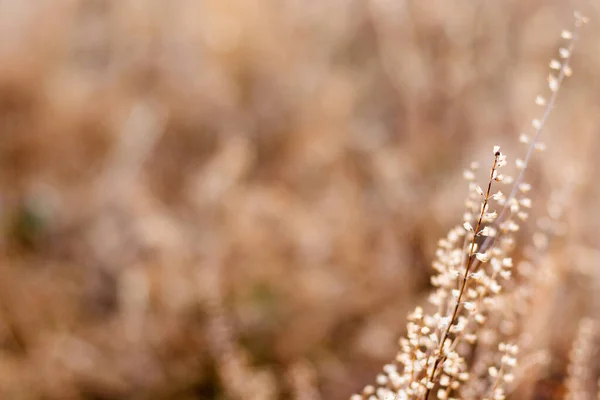 Plantas Secas Flores Close Macro Cores Outono Campo Pôr Sol — Fotografia de Stock