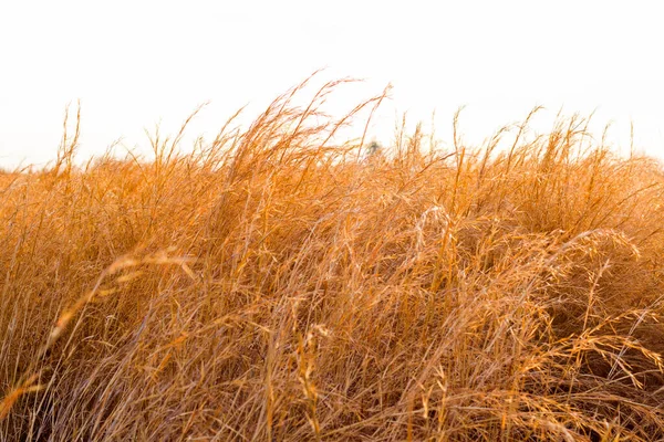 Plantas Secas Campo Colheita Durante Pôr Sol Cores Outono Laranja — Fotografia de Stock