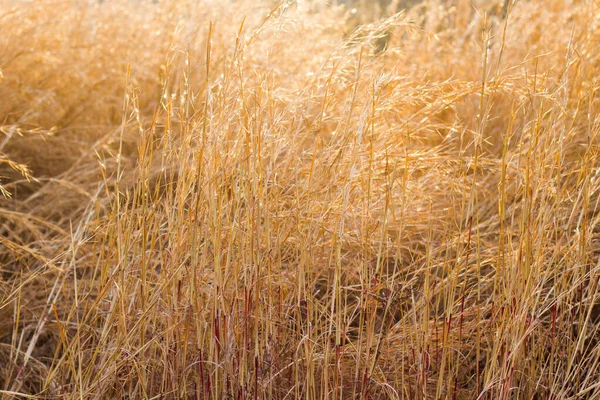 Plantas Secas Campo Colheita Durante Pôr Sol Cores Outono Laranja — Fotografia de Stock