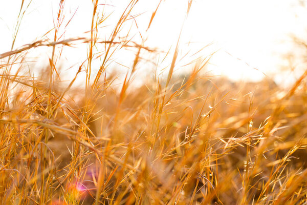Сухие растения и поле для сбора урожая во время заката, оранжевые и золотые осенние цвета, природный фон