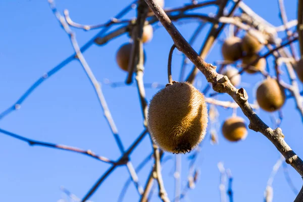 Kiwi Árbol Kiwi Fruta Luz Del Sol Mañana — Foto de Stock