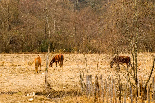 Konie Polu Dzikie Zwierzęta Gruzji — Zdjęcie stockowe