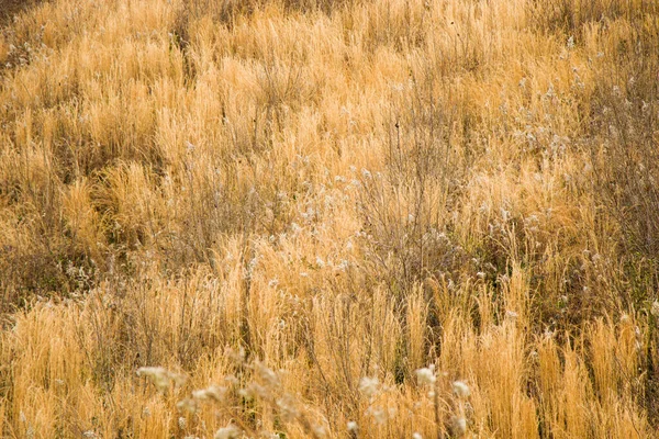 Plantas Secas Campo Colheita Durante Pôr Sol Cores Outono Laranja — Fotografia de Stock