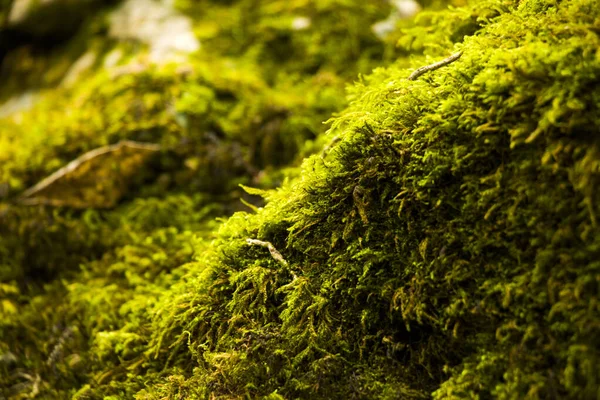 Moss Las Rocas Fondo Naturaleza Textura Color Musgo Verde — Foto de Stock
