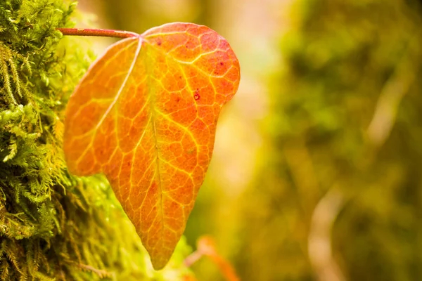 Ivy clipping path, climber plant on the tree, nature background