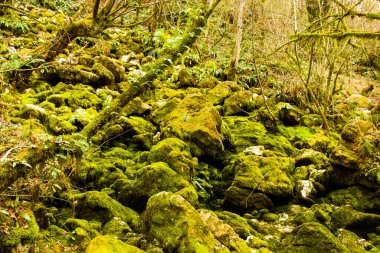 Kayalarda yosun, doğa arka planı, yeşil yosun rengi.