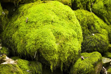 Kayalarda yosun, doğa arka planı, yeşil yosun rengi.
