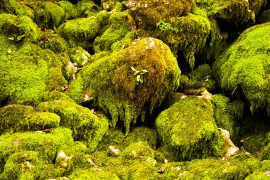 Kayalarda yosun, doğa arka planı, yeşil yosun rengi.