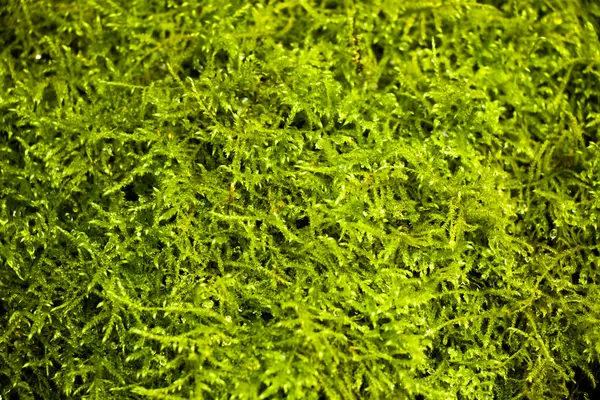 Moss Las Rocas Fondo Naturaleza Textura Color Musgo Verde — Foto de Stock