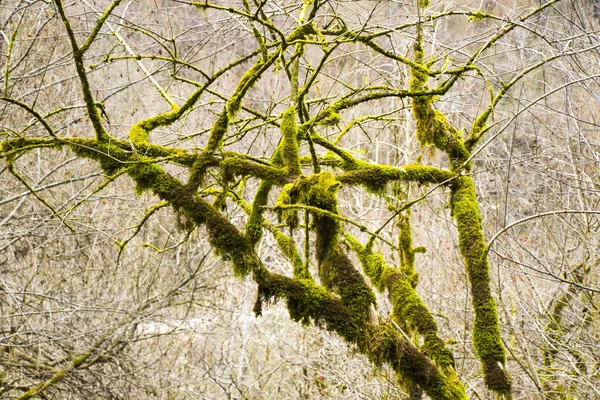 Moss Las Rocas Fondo Naturaleza Textura Color Musgo Verde — Foto de Stock