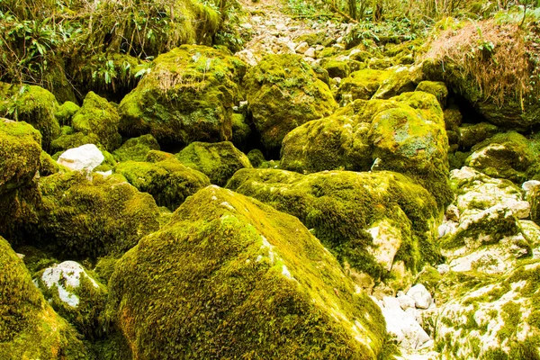Moss Στα Βράχια Φόντο Της Φύσης Πράσινο Βρύα Υφή Χρώμα — Φωτογραφία Αρχείου