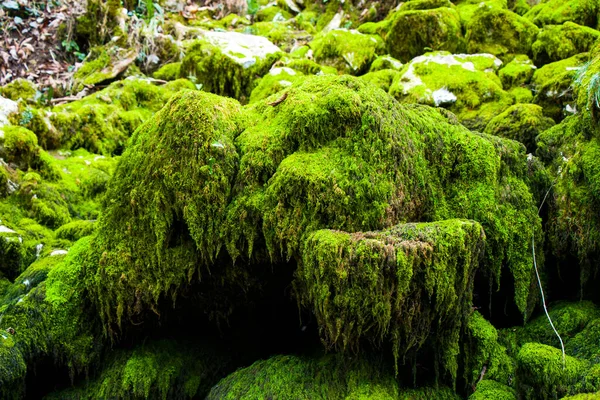 Мох Скалах Природный Фон Зеленый Мох Цветовой Текстуры — стоковое фото