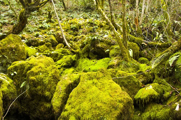 Moss Las Rocas Fondo Naturaleza Textura Color Musgo Verde — Foto de Stock