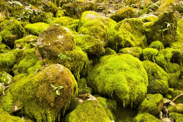 Musgo Nas Rochas Fundo Natureza Textura Cor Musgo Verde — Fotografia de Stock