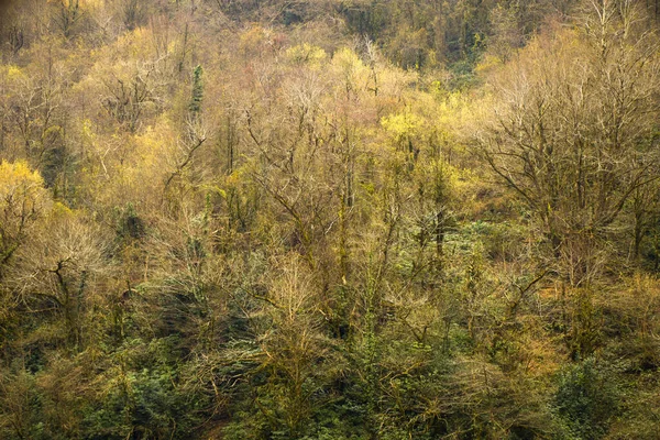 Paisaje Salvaje Forestal Invierno Samegrelo Georgia — Foto de Stock