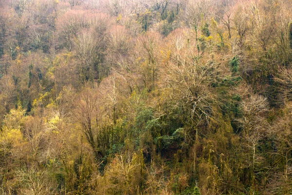 Paesaggio Selvaggio Forestale Invernale Samegrelo Georgia — Foto Stock