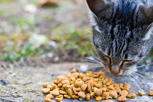 Cat with cat food, eating process